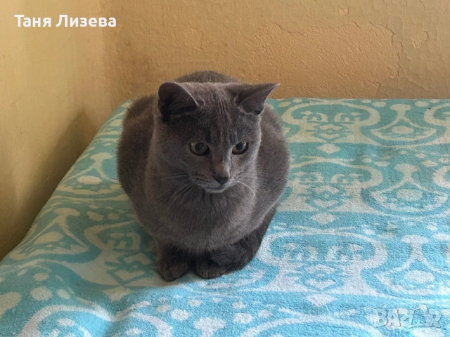 Подарявам котенца, снимка 7 - Руска синя котка - 52462285