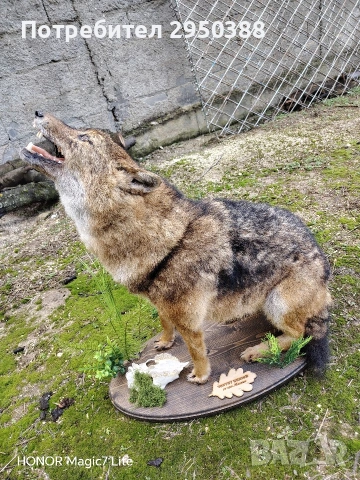 препариран чакал , снимка 2 - Други - 53595080