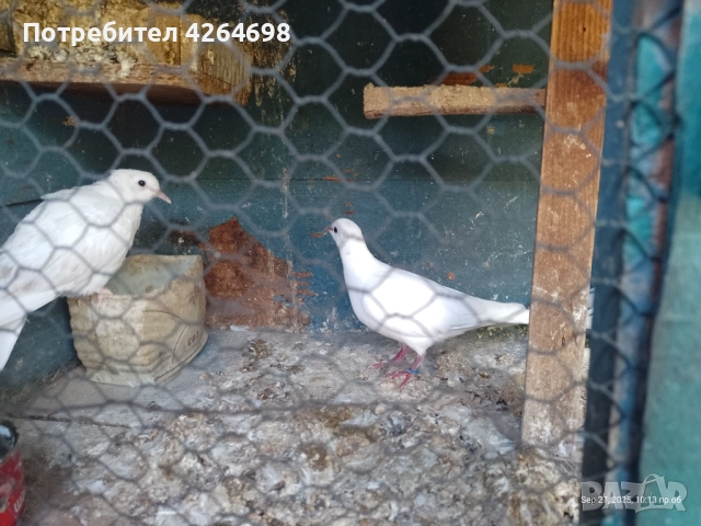 Гургутки и петлета, снимка 7 - други­ - 50966710