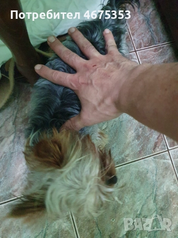  Мини Йорки йоркширски териер 4 кученца, снимка 5 - Йоркширски териер - 52770169
