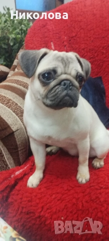 Мопс, снимка 4 - Мопс - 52787633