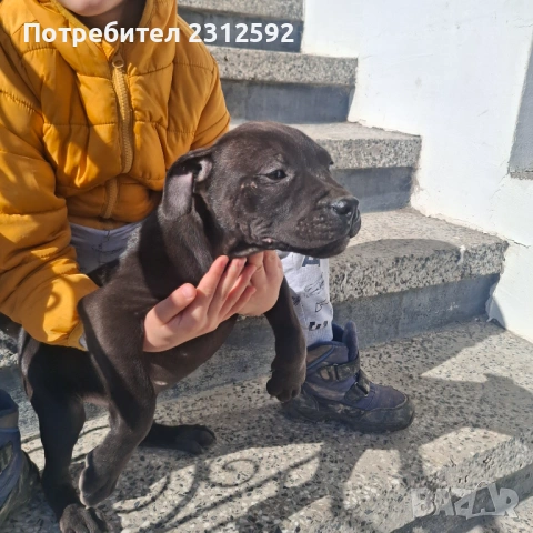 Продават се питбулчета!, снимка 4 - Питбул - 53116907