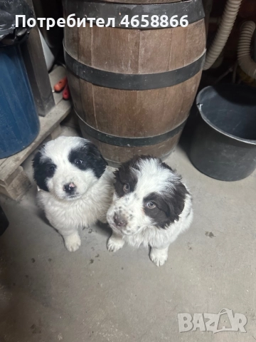 Каракачанка мъжко / женско, снимка 4 - Каракачанска овчарка - 52792375