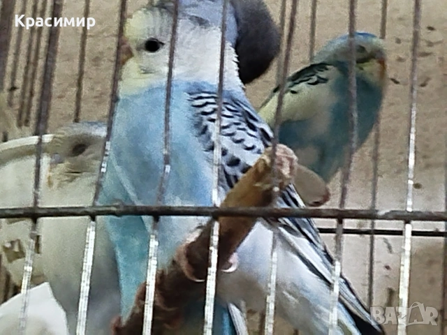 различни видове птици, снимка 5 - Папагали - 53807938