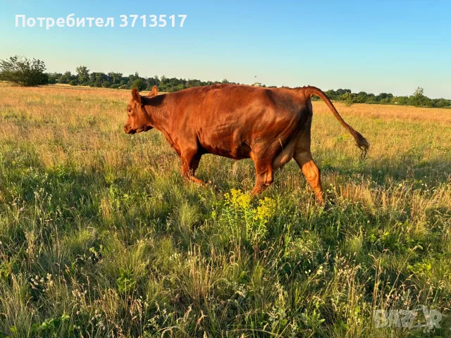 Продавам бременни месодайни кравикръстоски;търся съдружник