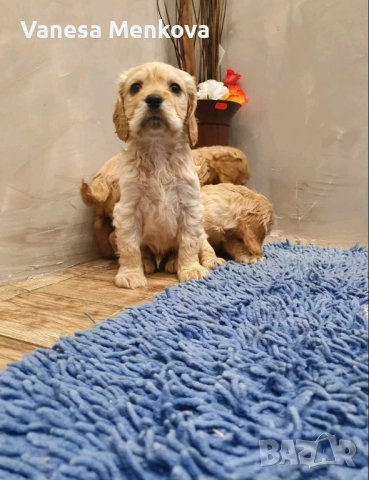 чистокръвни кокерчета шпаньоли, снимка 3 - Кокер шпаньол - 52068701