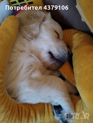 Голдън ретривър момче