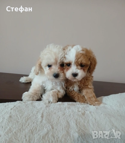 Малтипу момиче и момче, снимка 5 - Пудели - 53683639