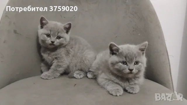 Британски късокосмести