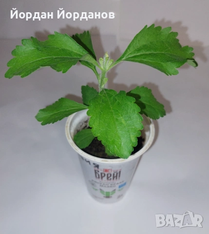 Разсад от Стевия (естествен заместител на захарта)
