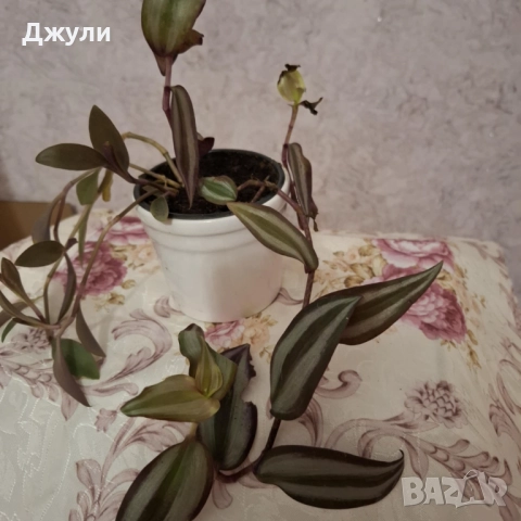 Традесканция, снимка 3 - Стайни растения - 52677903