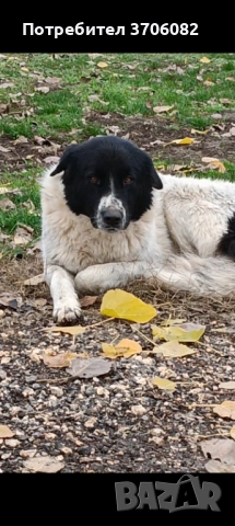Продавам две мъжки каракачани на по година и половина стават за пазач , снимка 3 - Каракачанска овчарка - 52828382