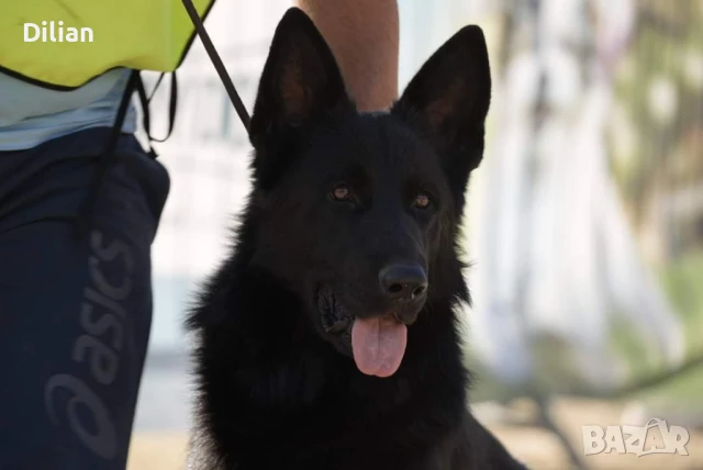 Продавам Малки Немски Овчарки, снимка 3 - Други - 51317897