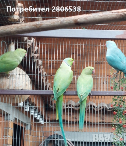 Папагали 