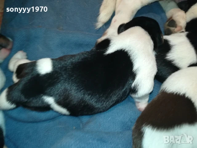 ДЖАК РЪСЕЛ-КУТРЕТА 250ЛВ ЗА ЕДНО 1708251005, снимка 15 - Джак ръсел териер - 51390012