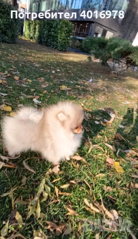 Померан Момиче с Родословие FCI, снимка 3 - Померан - 52822321