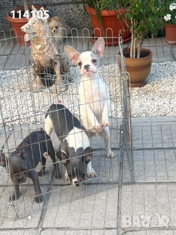 Френски булдог