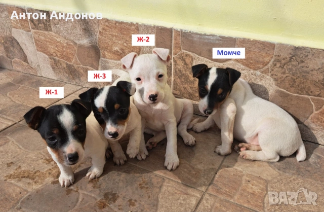 Джак Ръсел Териер, снимка 14 - Джак ръсел териер - 53382159