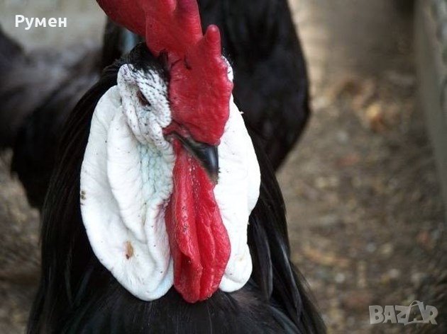 Испанска Белолика, снимка 1