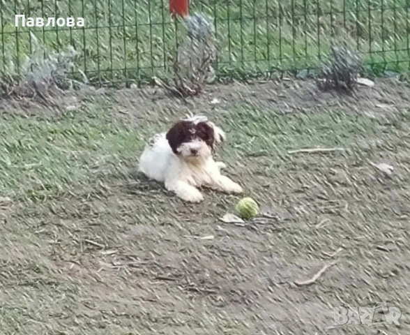 Продавам кученца лагото романьоло, снимка 2 - Други - 53065220