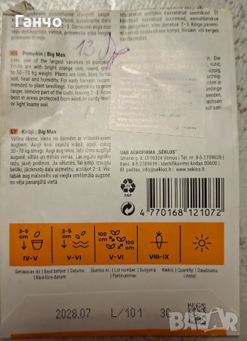 Семена за тиква-различни сортове, фасул - видове и царевица, снимка 4 - Сортови семена и луковици - 53135786