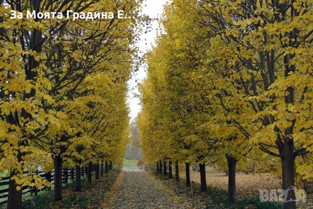 Липа , снимка 6 - Градински цветя и растения - 53750555