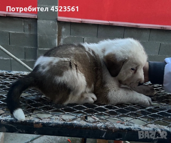 Сао-Алабай, снимка 10 - Алабай - 53023409