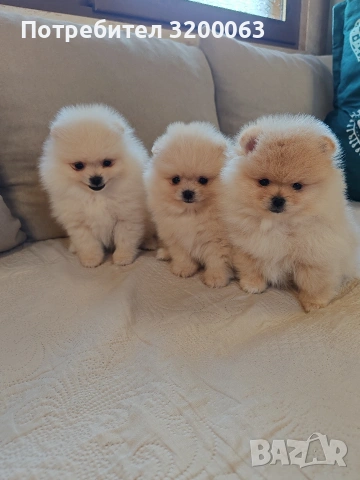 Померан мини померанчета , снимка 3 - Померан - 53726000