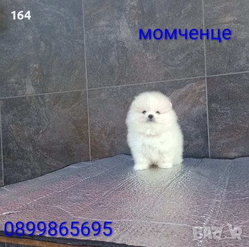 Померан. Реални снимки от 19.01.26 г., снимка 6 - Померан - 53077083