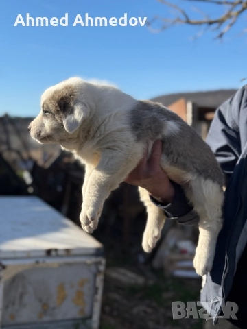 Кученца, Кавказка овчарка-Алабай, снимка 6 - Кавказка овчарка - 52955623