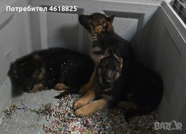 Немски овчарки , снимка 12 - Немска овчарка - 40188254