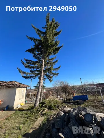 Премахване и кастрене на опасни дървета, снимка 8 - Други услуги - 49334998