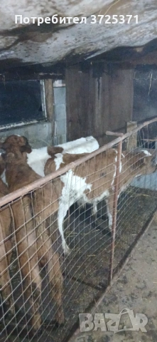 Продавам 8бр телета , снимка 2 - Крави - 53295775