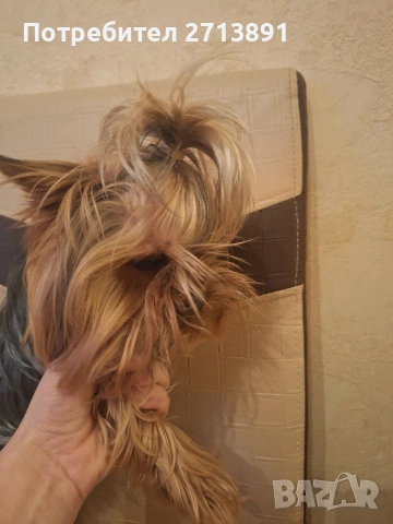 йорки, снимка 2 - Йоркширски териер - 53454134