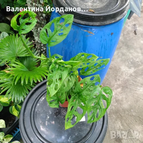 разкошни стайни растения , снимка 13 - Стайни растения - 56140195