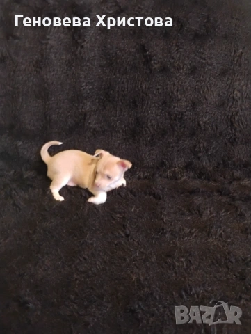  Чистокръвни пинчери!Мъжко и женско!, снимка 9 - Пинчер - 53620606