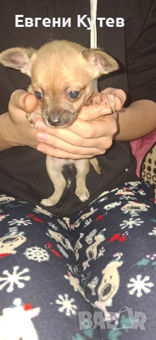 Пинчерчета , снимка 7 - Пинчер - 52897697