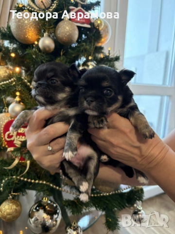 Дългокосмести момичета чихуахуа, снимка 6 - Чихуахуа - 52820965