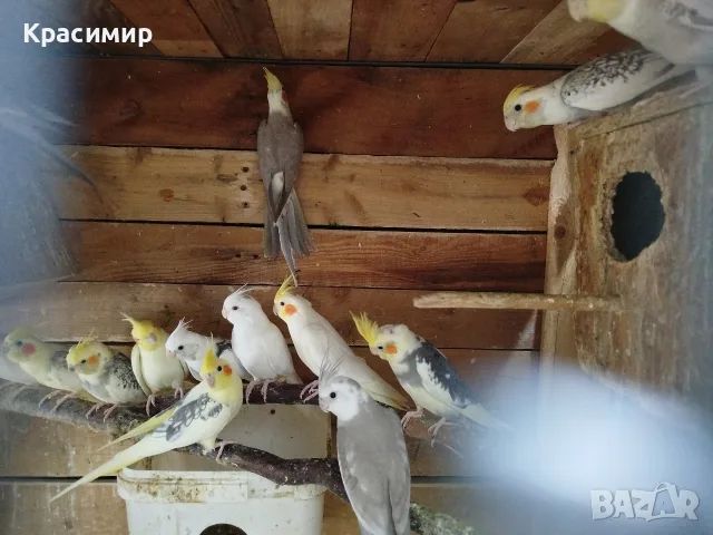 различни видове птици , снимка 9 - Папагали - 56153805