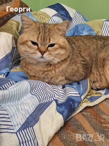 Британец за разплод, снимка 2 - Британска късокосместа - 53381430