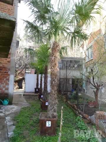 Семена от палми Трахикарпус, снимка 3 - Градински цветя и растения - 53500747