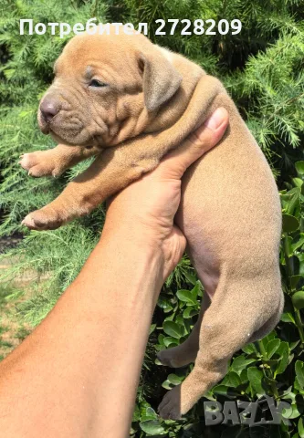 Американско Були Хл/American Bully XL , снимка 8 - Питбул - 55891222