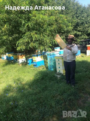 Домашен пчелен мед, снимка 3 - Пчелни продукти - 41658661