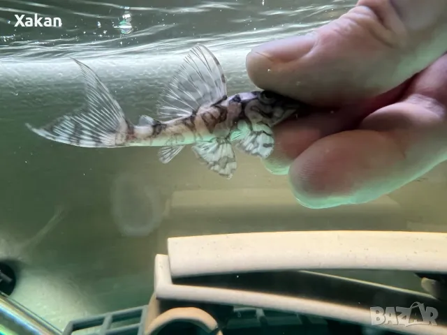 L 236 SW и SY 4.5-5.5см, снимка 6 - Рибки - 50275847