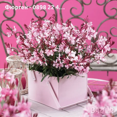 Гаура (Gaura lindheimeri), снимка 11 - Разсади - 55968627