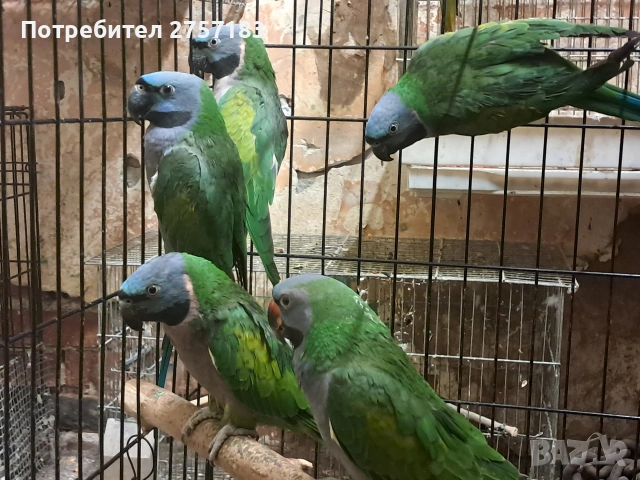 продавам китаиски алексадар 2 женски 2023 и 2025, снимка 2 - Папагали - 53768193