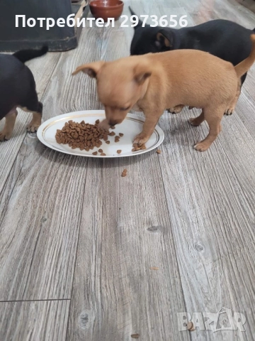 Сладки пинчери, снимка 2 - Пинчер - 52912602