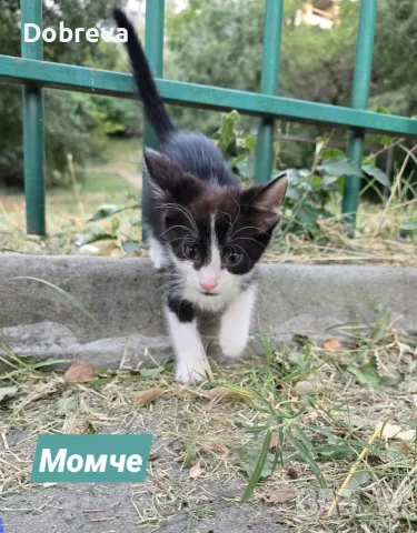 Три котенца сирачета търсят домове, снимка 5 - Други - 55765822