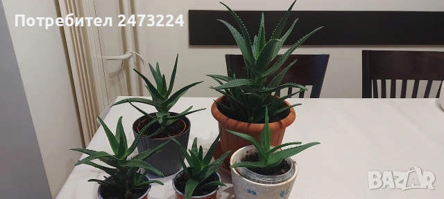 Алоета различни големини , снимка 4 - Стайни растения - 51935522