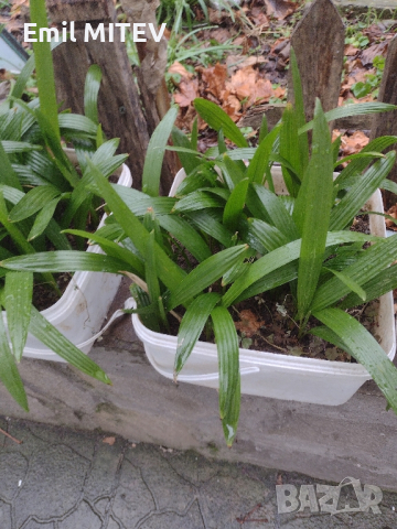 ПРОМОЦИЯ : Дафинов лист, Молинерия  трапикарпус, снимка 4 - Градински цветя и растения - 44581519